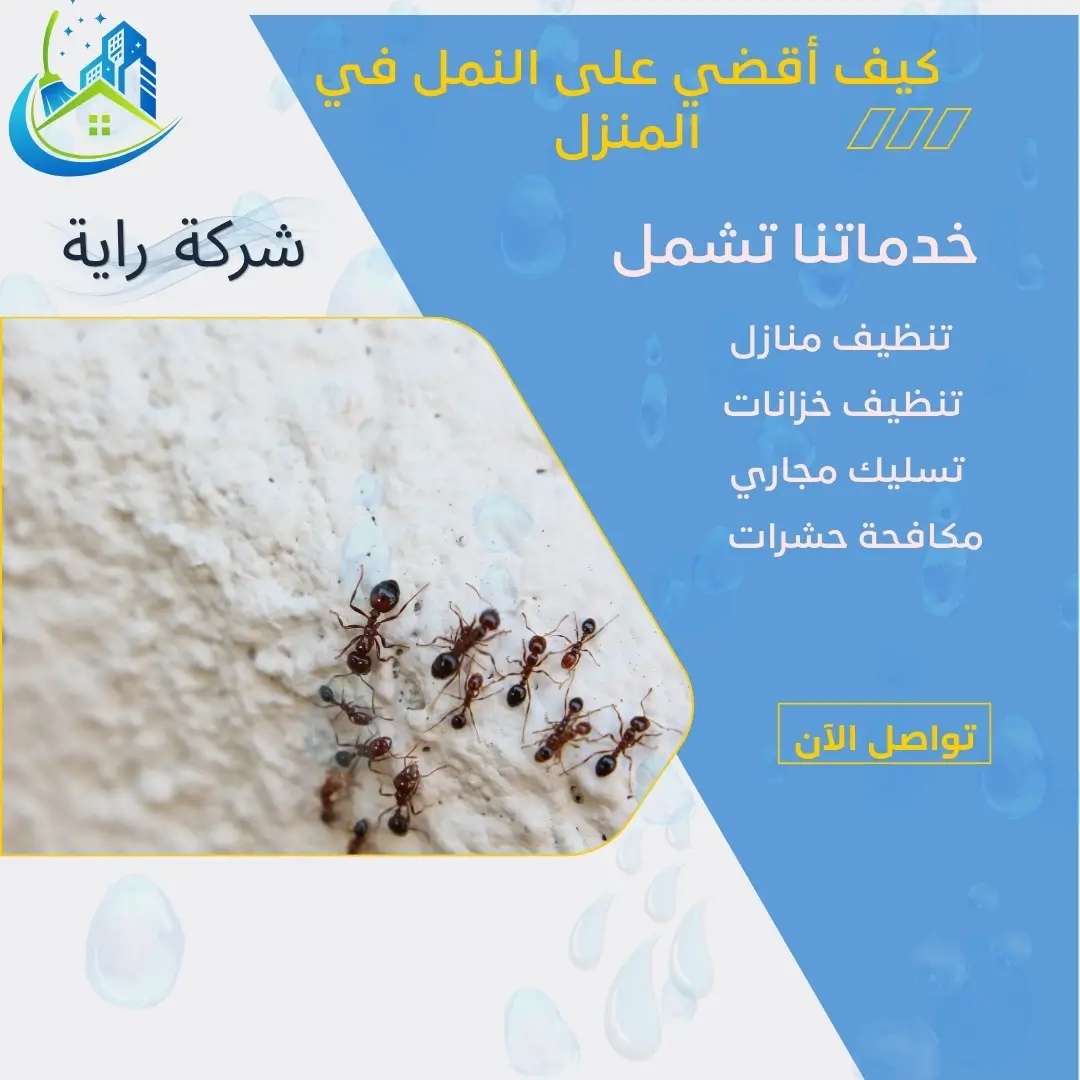 كيف أزيل النمل من الزوايا والشقوق