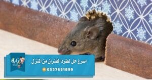 أسرع حل لطرد الفئران من المنزل