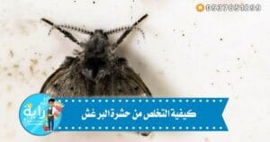 كيفية التخلص من حشرة البرغش