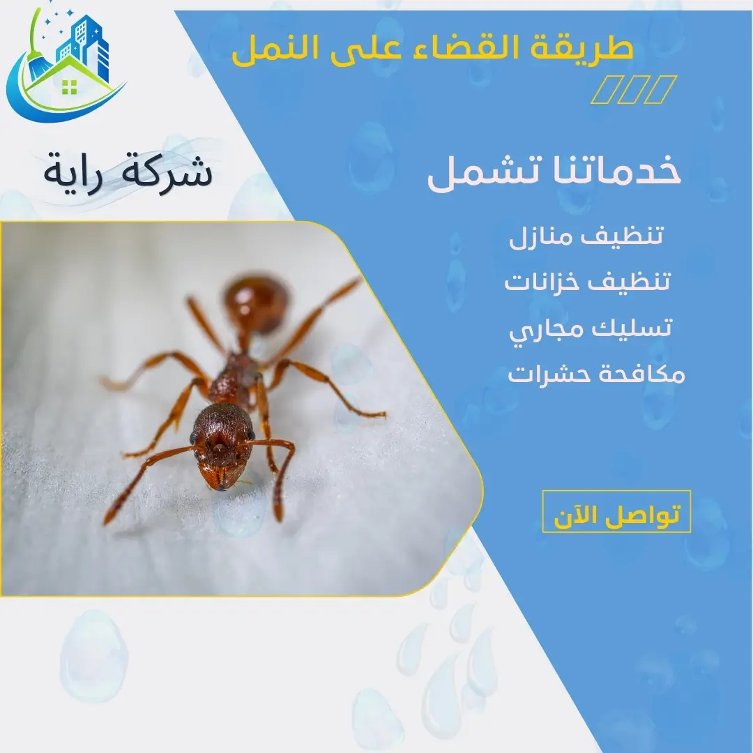 التخلص من النمل في المنزل بسرعة
