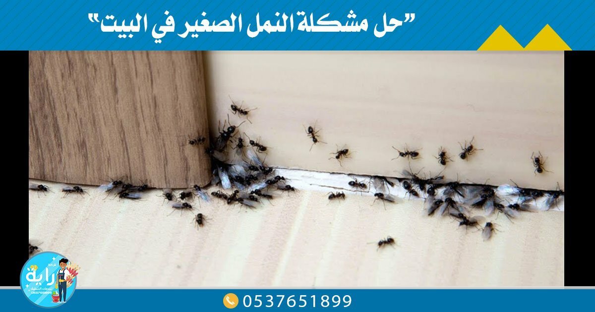 حل مشكلة النمل الصغير في البيت