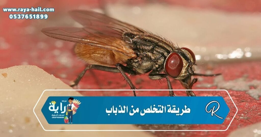 طريقة التخلص من الذباب طريقة التخلص من الذباب