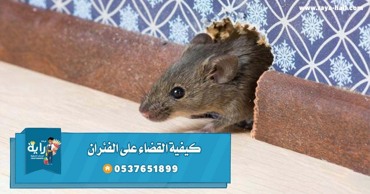 كيفية القضاء على الفئران