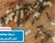 شركة مكافحة النمل الابيض بحائل