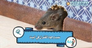 سبب وجود الفئران في البيت